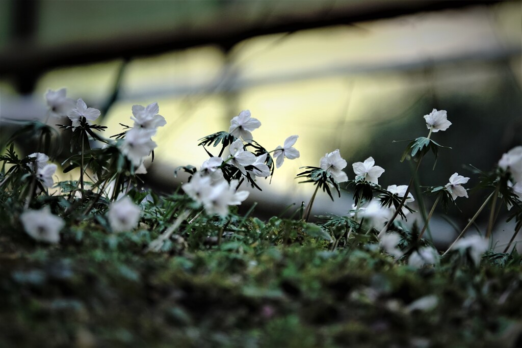 春を告げる花～節分草