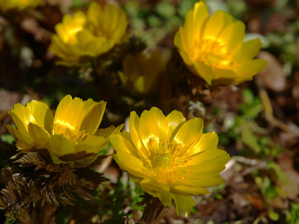 早春の里山に咲く～福寿草