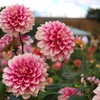 魅惑のダリア　１