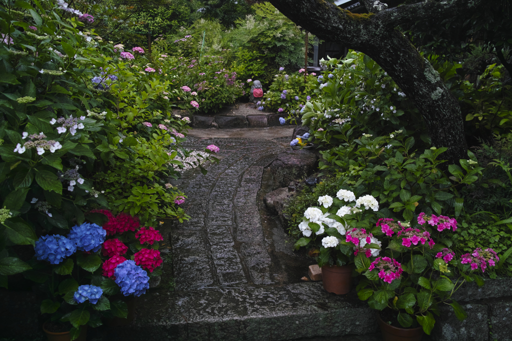 雨の紫陽花寺～神宮寺　３