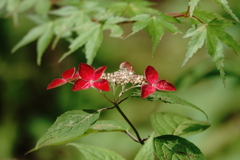 魅惑の赤～山紫陽花