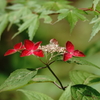 魅惑の赤～山紫陽花