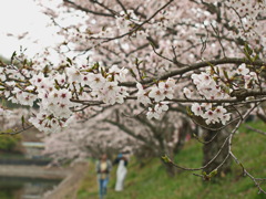 何時もの公園～桜満開