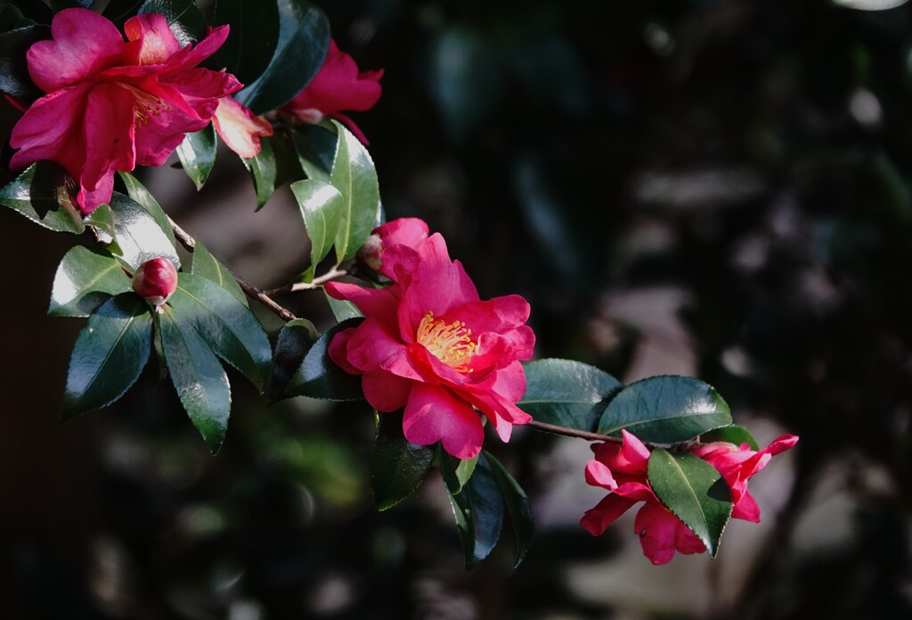 山茶花