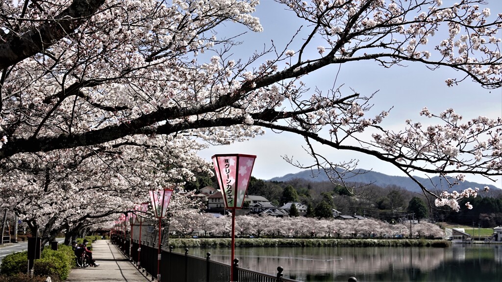庄原・上野公園の桜