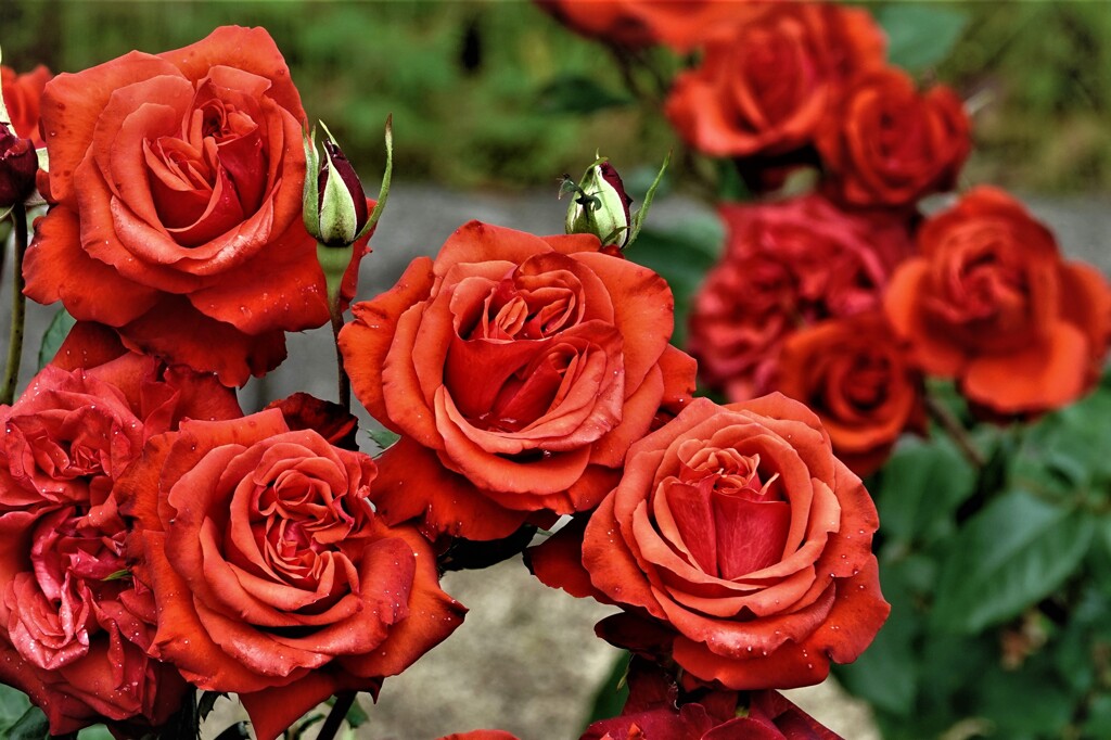 ５月の薔薇