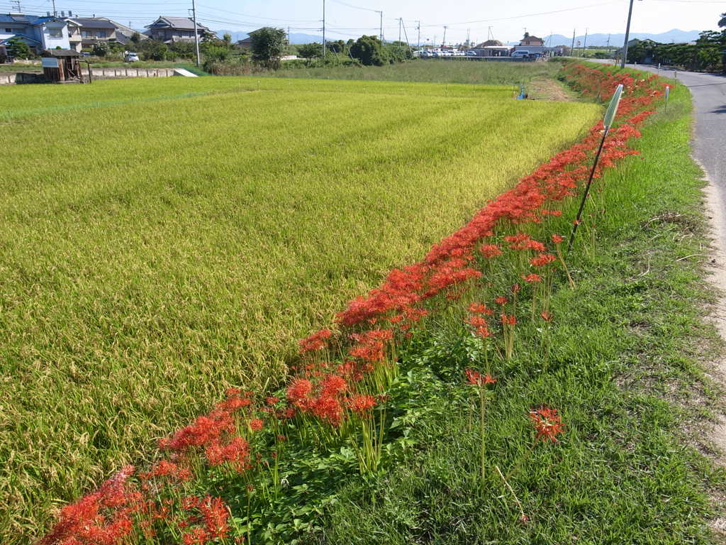 彼岸花　４
