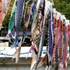 泳がない鯉のぼりは様にならない～　２