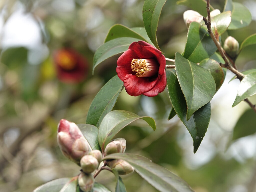 紅一点～
