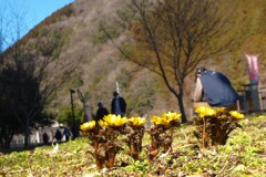 福寿草咲く総領の里～春を告げる花