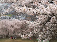 半田山植物園の桜