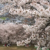 半田山植物園の桜