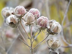 枯れてもなお美しい芙蓉～