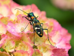 紫陽花とハンミョウ