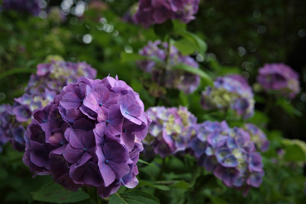 旬の花～紫陽花