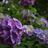 旬の花～紫陽花