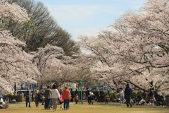 春の陽気に誘われて～井原堤　２