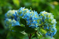 多彩な紫陽花　２