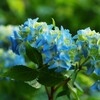 多彩な紫陽花　２