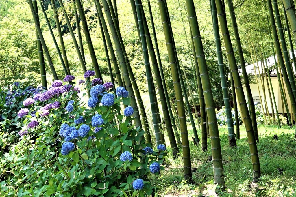 紫陽花と竹林