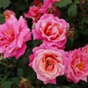 バラ薫る５月～