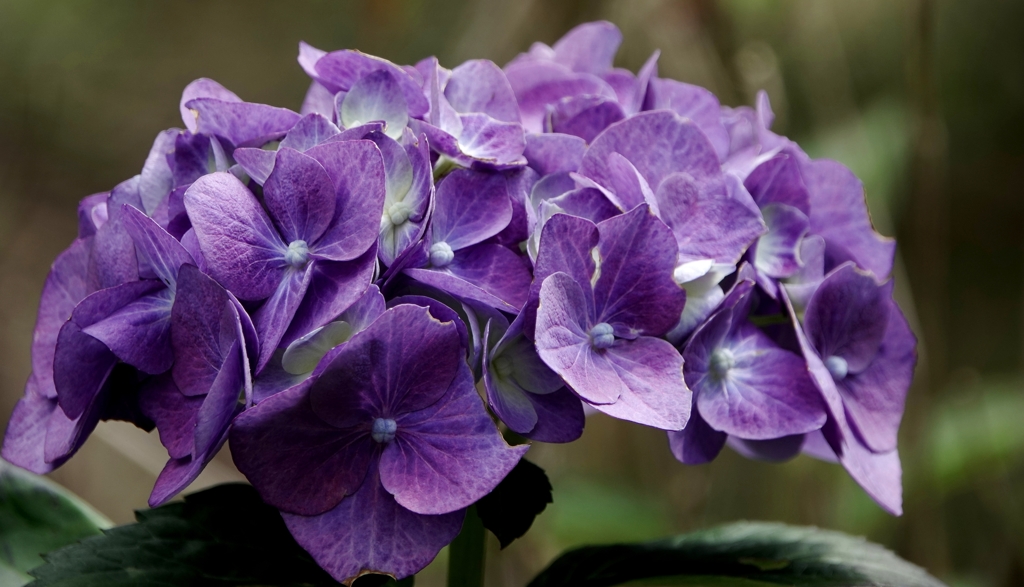 紫陽花