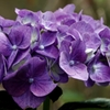 紫陽花