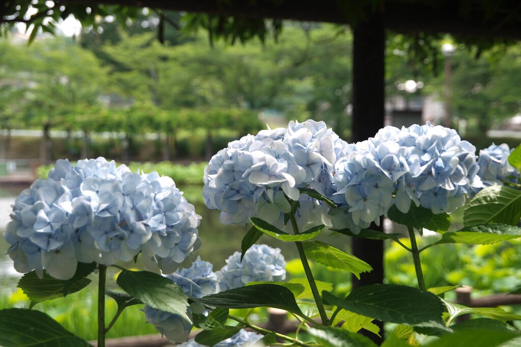 淡い色の紫陽花　１