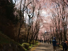 しだれ桜の並木道　３