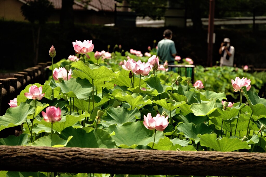 大賀ハス咲く～府中公園　２