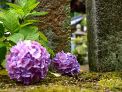 今年もありがとう紫陽花～