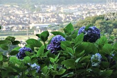 城址公園あじさいロードにて～