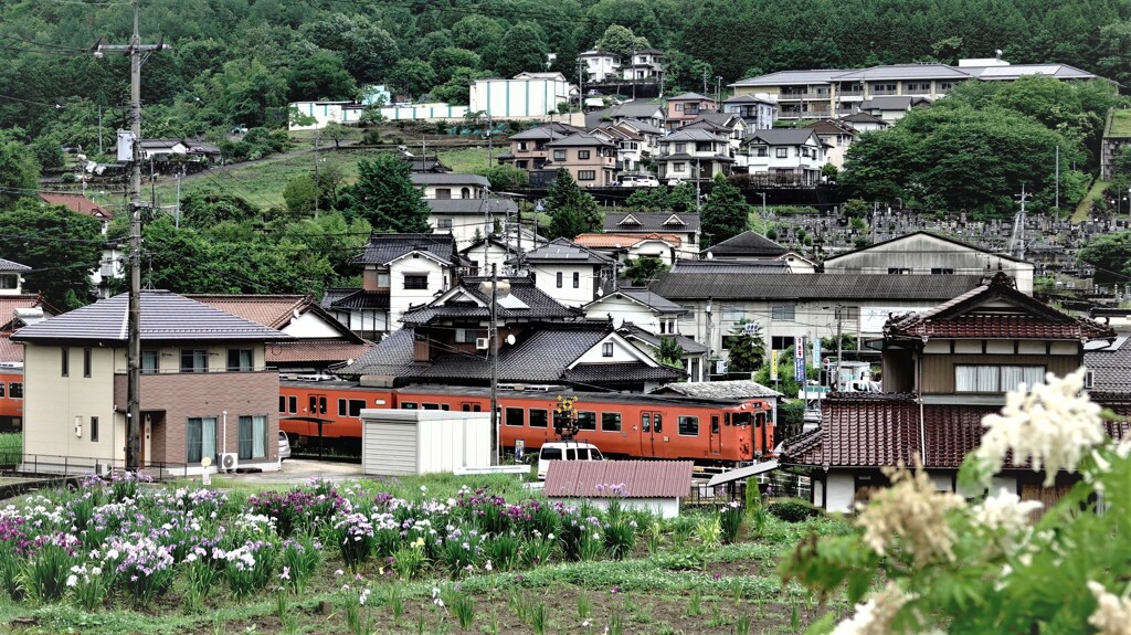 安芸高田・向原の花菖蒲と芸備線列車