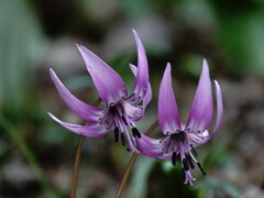 魅惑の花～カタクリ