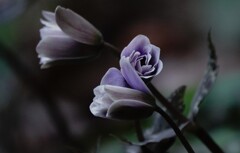ユキワリイチゲ～春を告げる花