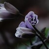 ユキワリイチゲ～春を告げる花