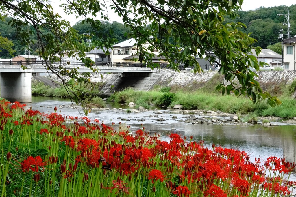 三良坂・馬洗川の土手～咲きはじめた彼岸花