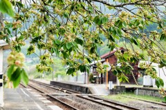 御衣黄桜の咲く矢神駅