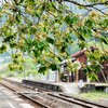 御衣黄桜の咲く矢神駅
