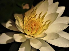 夏の花～睡蓮