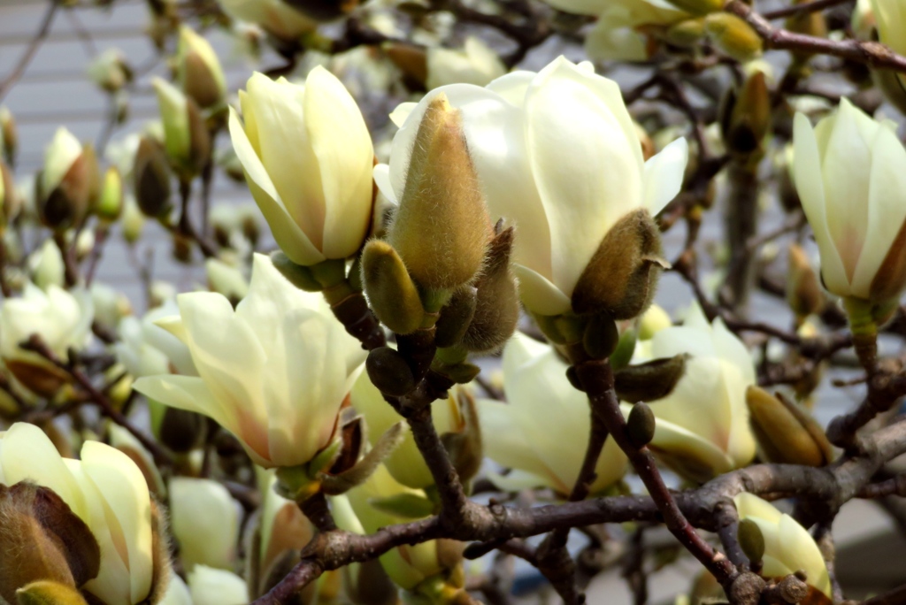 Spring has come　２