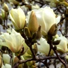 Spring has come　２