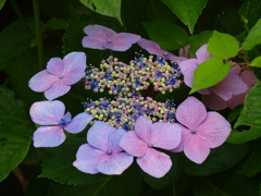 額紫陽花