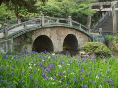 眼鏡橋と杜若