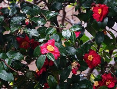 氷雨に濡れて山茶花～