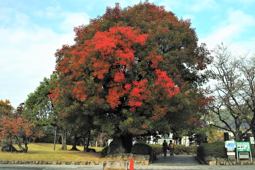 楷の紅葉