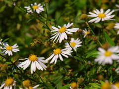 野の花