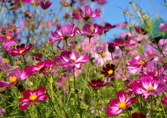 華やかに艶やかに～満開の秋桜　１