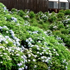 紫陽花は見頃だが天気が～