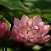 大賀ハス咲く～府中公園　１